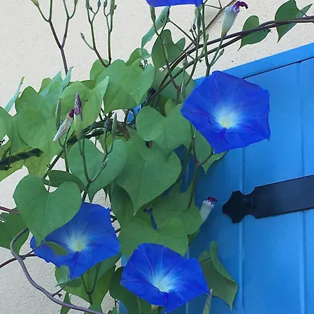 La Mesange Bleue B&B *